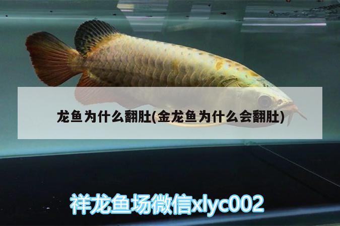 龍魚(yú)為什么翻肚(金龍魚(yú)為什么會(huì)翻肚) 金老虎魚(yú)