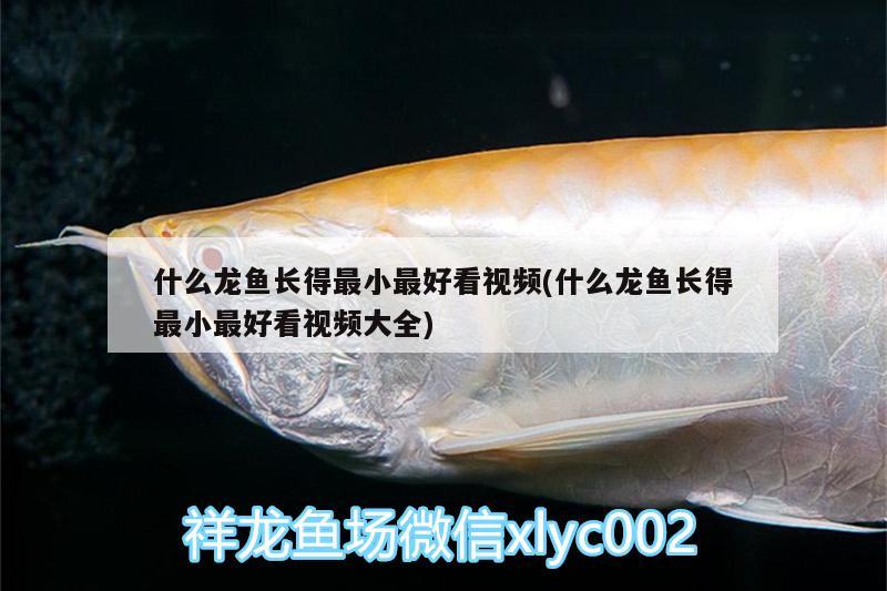 什么龍魚長(zhǎng)得最小最好看視頻(什么龍魚長(zhǎng)得最小最好看視頻大全)