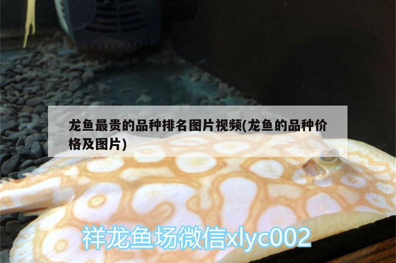 龍魚最貴的品種排名圖片視頻(龍魚的品種價格及圖片)