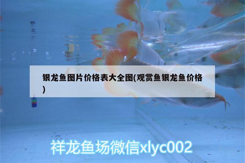 銀龍魚圖片價格表大全圖(觀賞魚銀龍魚價格) 銀龍魚