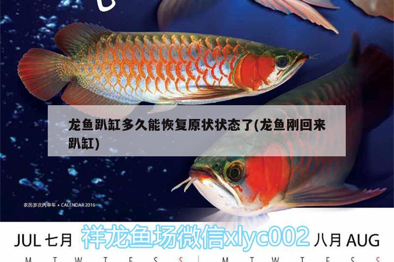 龍魚趴缸多久能恢復(fù)原狀狀態(tài)了(龍魚剛回來(lái)趴缸) 黃金達(dá)摩魚