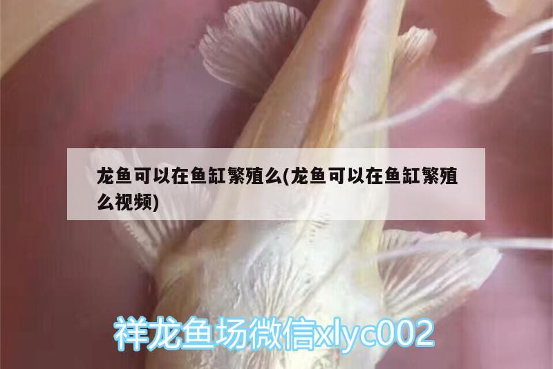 龍魚可以在魚缸繁殖么(龍魚可以在魚缸繁殖么視頻)