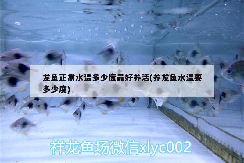 龍魚(yú)正常水溫多少度最好養(yǎng)活(養(yǎng)龍魚(yú)水溫要多少度)