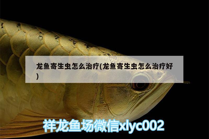 龍魚寄生蟲怎么治療(龍魚寄生蟲怎么治療好) 觀賞魚魚苗