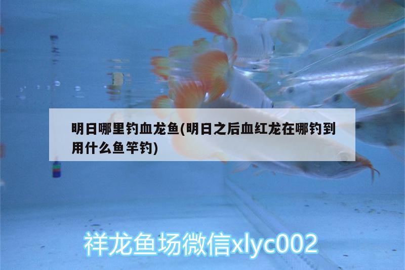 明日哪里釣血龍魚(明日之后血紅龍在哪釣到用什么魚竿釣) 垂釣樂園