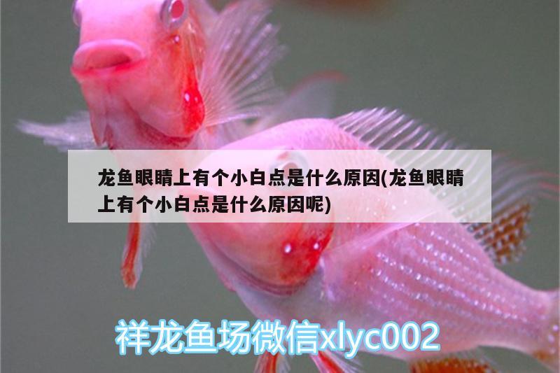 龍魚眼睛上有個(gè)小白點(diǎn)是什么原因(龍魚眼睛上有個(gè)小白點(diǎn)是什么原因呢) 招財(cái)戰(zhàn)船魚