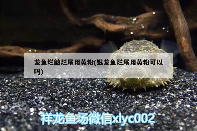 龍魚爛鰭爛尾用黃粉(銀龍魚爛尾用黃粉可以嗎) 銀龍魚百科