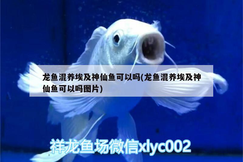 龍魚(yú)混養(yǎng)埃及神仙魚(yú)可以嗎(龍魚(yú)混養(yǎng)埃及神仙魚(yú)可以嗎圖片) 埃及神仙魚(yú)