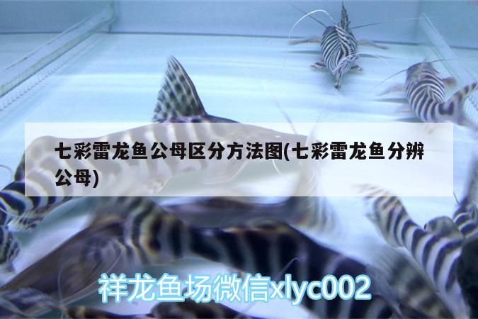 七彩雷龍魚公母區(qū)分方法圖(七彩雷龍魚分辨公母)