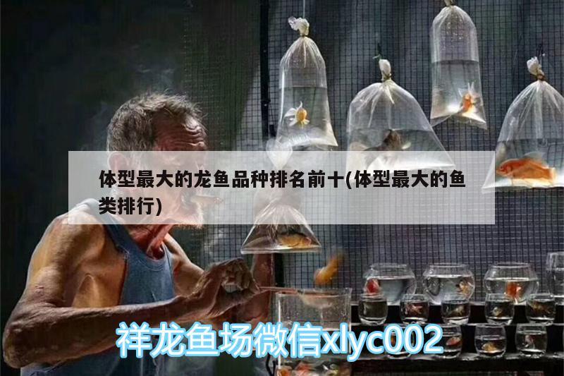 體型最大的龍魚品種排名前十(體型最大的魚類排行) 細線銀板魚苗