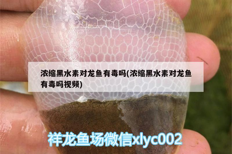 濃縮黑水素對龍魚有毒嗎(濃縮黑水素對龍魚有毒嗎視頻) 黑水素