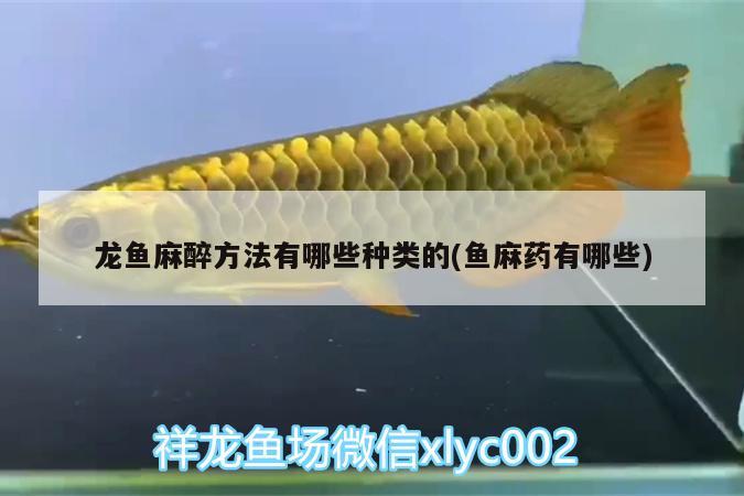 龍魚麻醉方法有哪些種類的(魚麻藥有哪些)