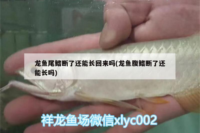 龍魚尾鰭斷了還能長回來嗎(龍魚腹鰭斷了還能長嗎) 白條過背金龍魚