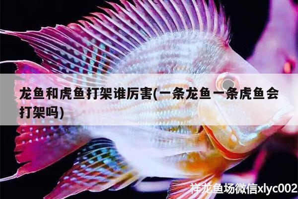 龍魚和虎魚打架誰厲害(一條龍魚一條虎魚會打架嗎)