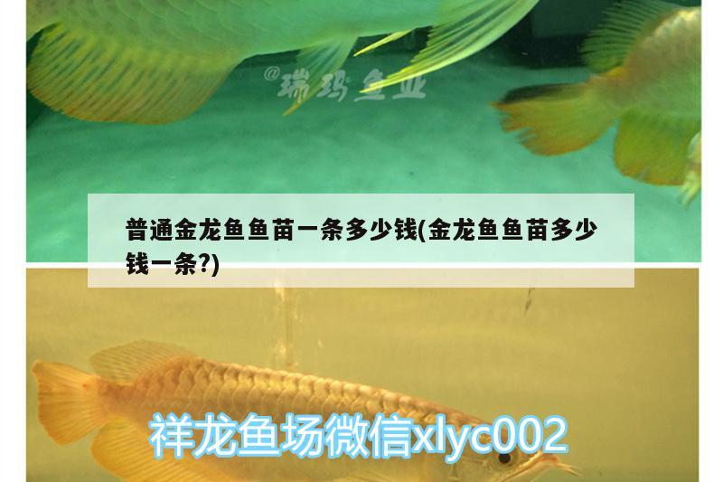 普通金龍魚魚苗一條多少錢(金龍魚魚苗多少錢一條?) 龍魚百科