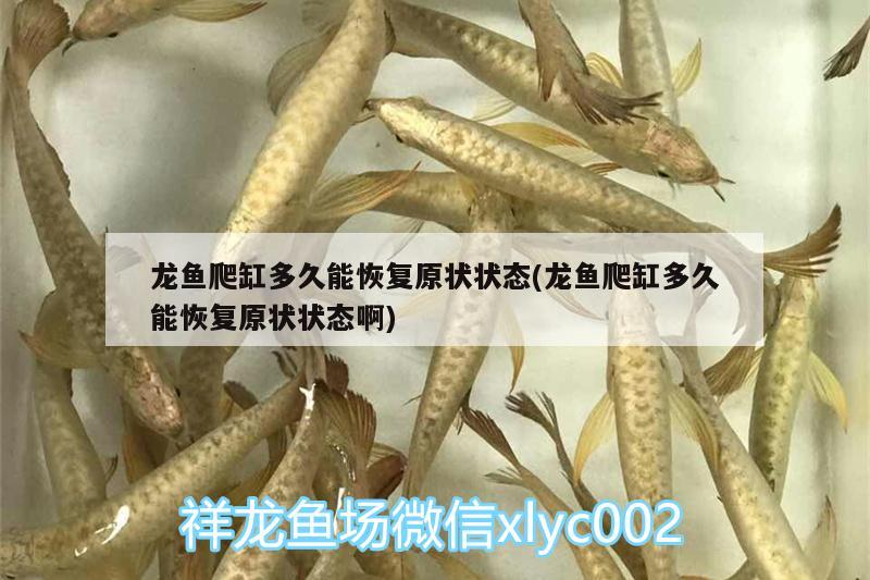 龍魚(yú)爬缸多久能恢復(fù)原狀狀態(tài)(龍魚(yú)爬缸多久能恢復(fù)原狀狀態(tài)啊)