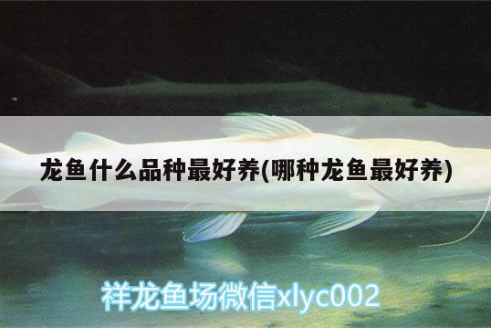 龍魚什么品種最好養(yǎng)(哪種龍魚最好養(yǎng)) 銀古魚苗