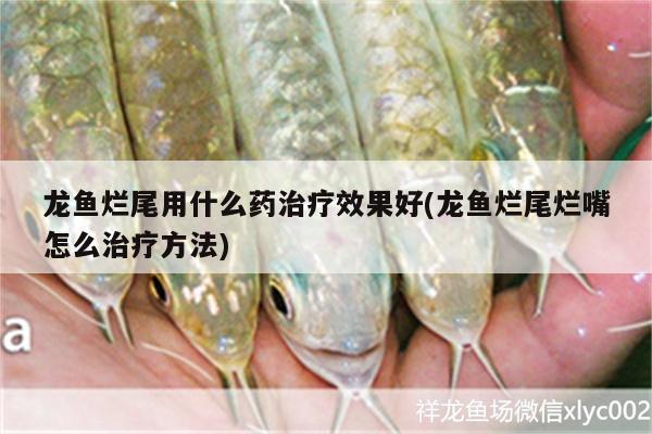 龍魚爛尾用什么藥治療效果好(龍魚爛尾爛嘴怎么治療方法) 南美異型魚