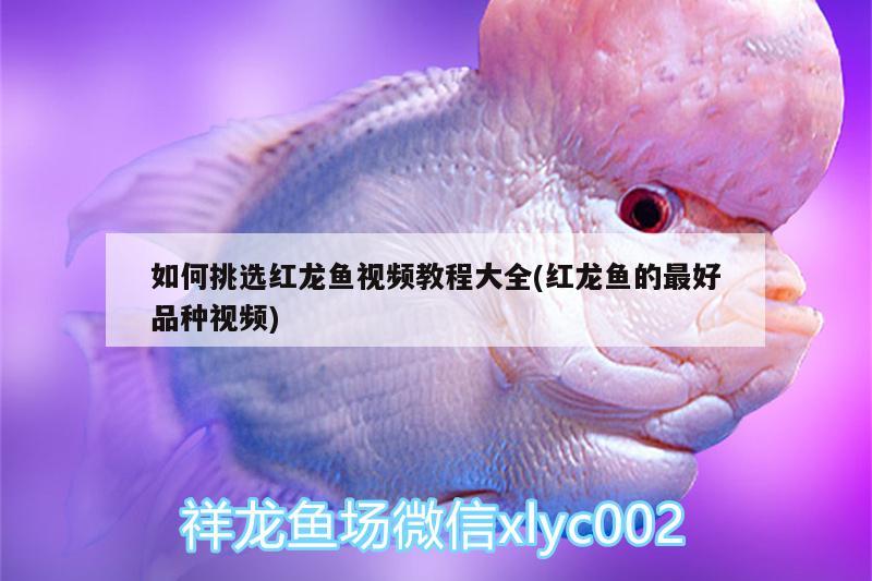 如何挑選紅龍魚視頻教程大全(紅龍魚的最好品種視頻)