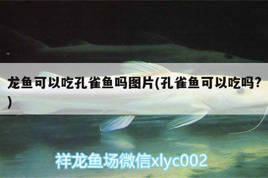 龍魚可以吃孔雀魚嗎圖片(孔雀魚可以吃嗎?) 造景/裝飾