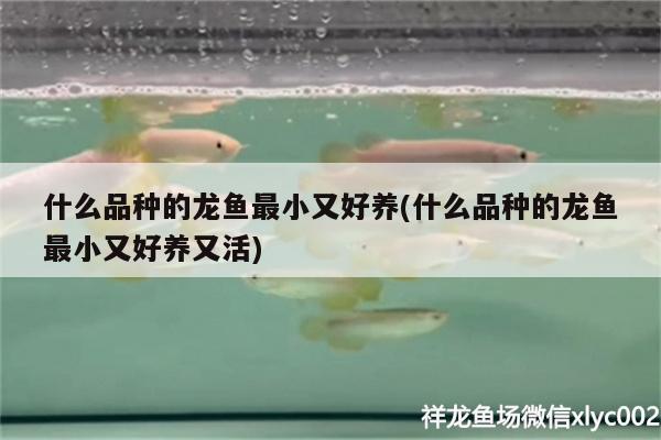 什么品種的龍魚最小又好養(yǎng)(什么品種的龍魚最小又好養(yǎng)又活)