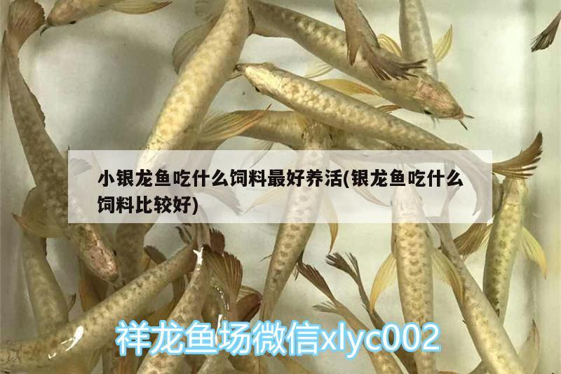 小銀龍魚(yú)吃什么飼料最好養(yǎng)活(銀龍魚(yú)吃什么飼料比較好) 銀龍魚(yú)