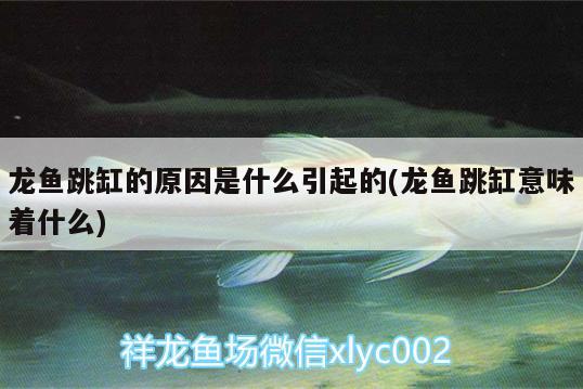 龍魚跳缸的原因是什么引起的(龍魚跳缸意味著什么)