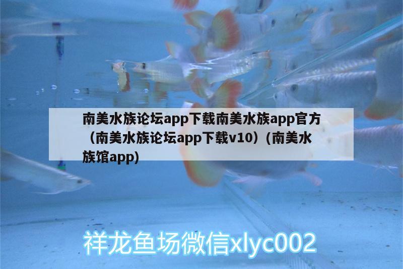 南美水族論壇app下載南美水族app官方（南美水族論壇app下載v10）(南美水族館app)