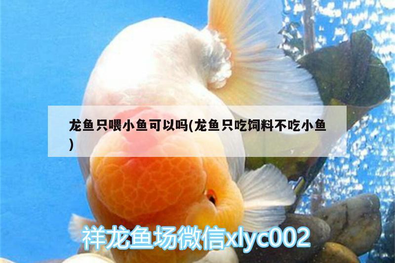 龍魚只喂小魚可以嗎(龍魚只吃飼料不吃小魚) 水族品牌