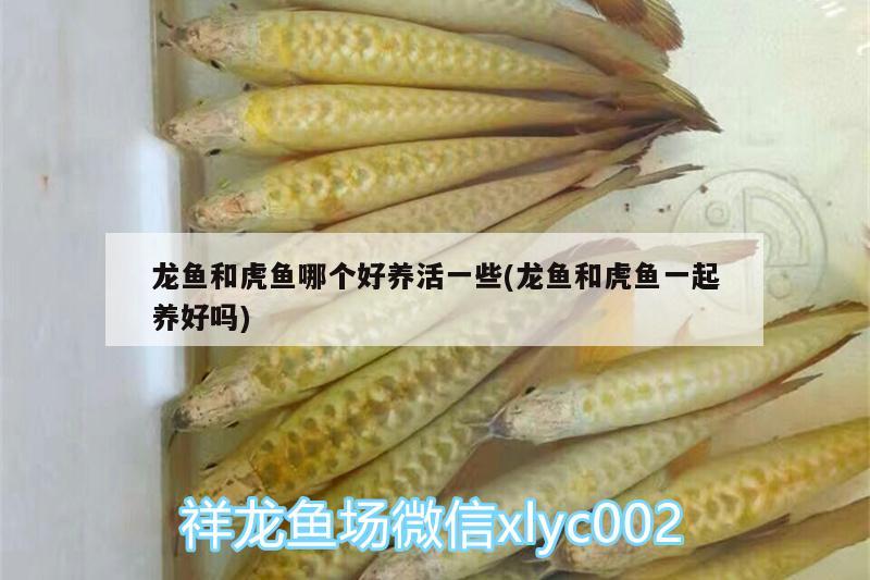 龍魚和虎魚哪個好養(yǎng)活一些(龍魚和虎魚一起養(yǎng)好嗎)