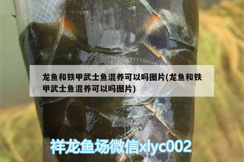 龍魚和鐵甲武士魚混養(yǎng)可以嗎圖片(龍魚和鐵甲武士魚混養(yǎng)可以嗎圖片)