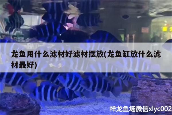 龍魚用什么濾材好濾材擺放(龍魚缸放什么濾材最好) 廣州觀賞魚批發(fā)市場