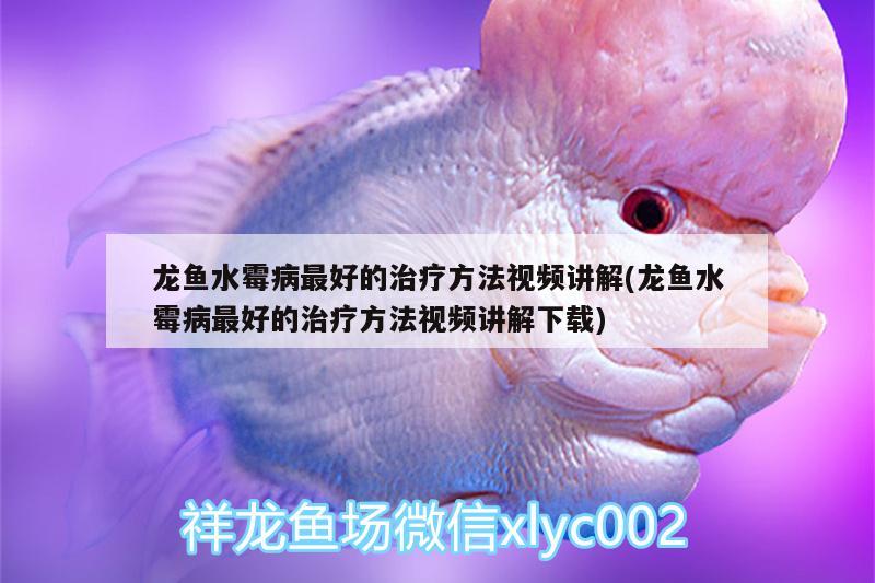 龍魚(yú)水霉病最好的治療方法視頻講解(龍魚(yú)水霉病最好的治療方法視頻講解下載)