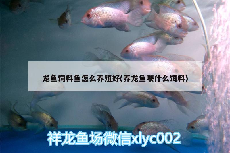 龍魚(yú)飼料魚(yú)怎么養(yǎng)殖好(養(yǎng)龍魚(yú)喂什么餌料) 祥龍水族濾材/器材