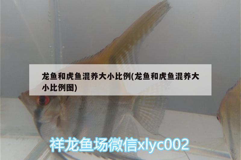 龍魚(yú)和虎魚(yú)混養(yǎng)大小比例(龍魚(yú)和虎魚(yú)混養(yǎng)大小比例圖)