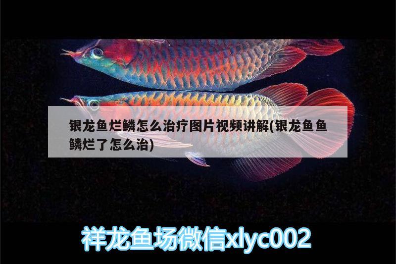 銀龍魚爛鱗怎么治療圖片視頻講解(銀龍魚魚鱗爛了怎么治)