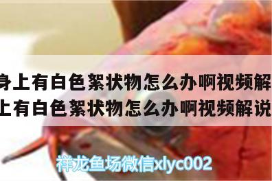 龍魚身上有白色絮狀物怎么辦啊視頻解說(龍魚身上有白色絮狀物怎么辦啊視頻解說)