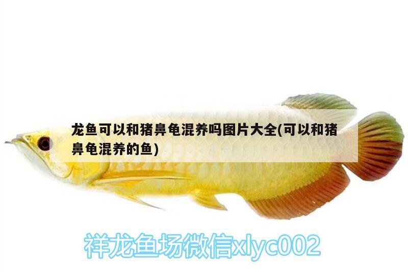 龍魚可以和豬鼻龜混養(yǎng)嗎圖片大全(可以和豬鼻龜混養(yǎng)的魚) 豬鼻龜