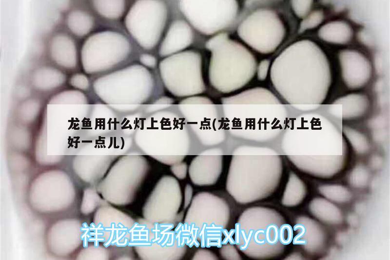 龍魚用什么燈上色好一點(diǎn)(龍魚用什么燈上色好一點(diǎn)兒) 白子銀龍魚苗