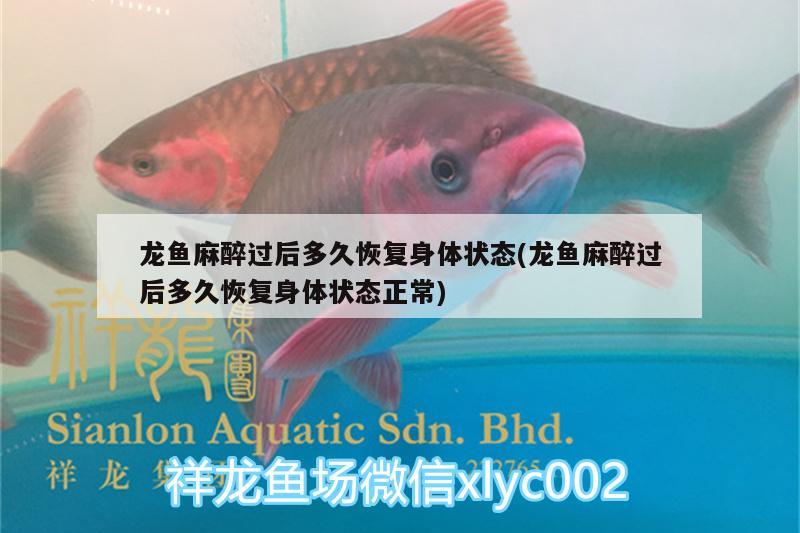 龍魚麻醉過后多久恢復身體狀態(tài)(龍魚麻醉過后多久恢復身體狀態(tài)正常) 龍魚麻藥（祥龍Nika）