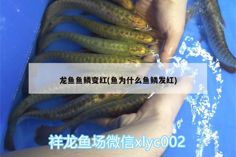 龍魚魚鱗變紅(魚為什么魚鱗發(fā)紅) 銀河星鉆魚