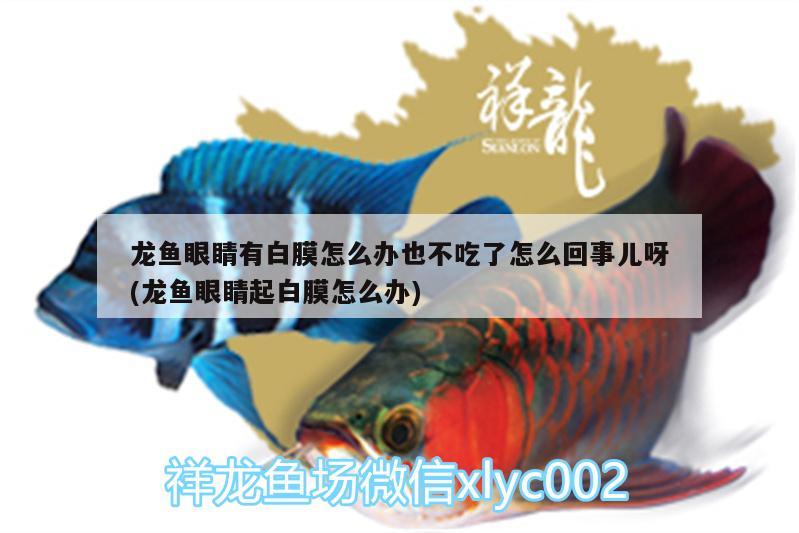 龍魚眼睛有白膜怎么辦也不吃了怎么回事兒呀(龍魚眼睛起白膜怎么辦) 金老虎魚