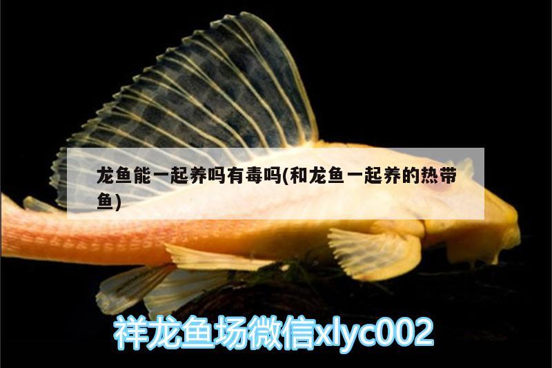 龍魚能一起養(yǎng)嗎有毒嗎(和龍魚一起養(yǎng)的熱帶魚)