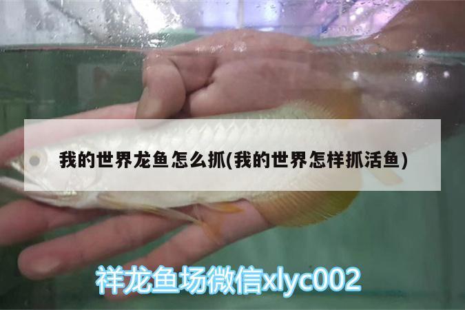 我的世界龍魚怎么抓(我的世界怎樣抓活魚)