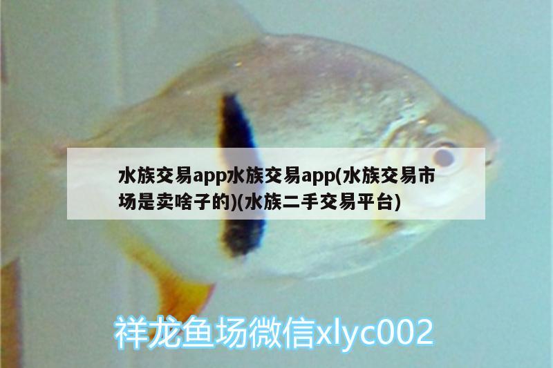 水族交易app水族交易app(水族交易市場(chǎng)是賣(mài)啥子的)(水族二手交易平臺(tái)) 申古三間魚(yú)