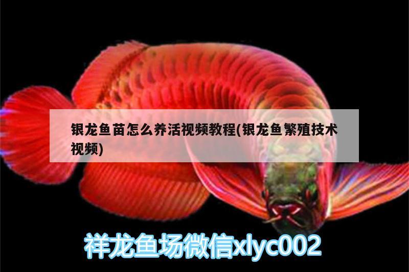 銀龍魚苗怎么養(yǎng)活視頻教程(銀龍魚繁殖技術(shù)視頻)