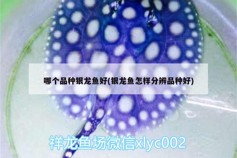 哪個品種銀龍魚好(銀龍魚怎樣分辨品種好) 銀龍魚百科