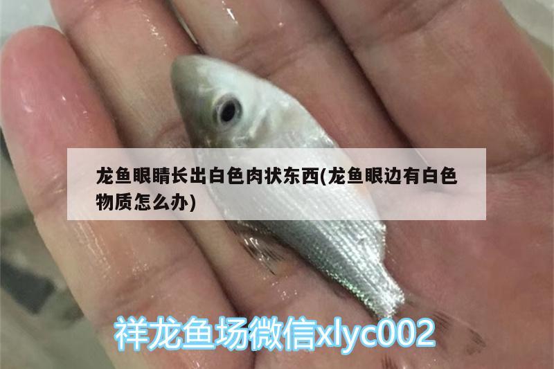 龍魚(yú)眼睛長(zhǎng)出白色肉狀東西(龍魚(yú)眼邊有白色物質(zhì)怎么辦)