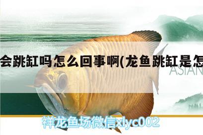 龍魚會跳缸嗎怎么回事啊(龍魚跳缸是怎么回事) 藍(lán)底過背金龍魚