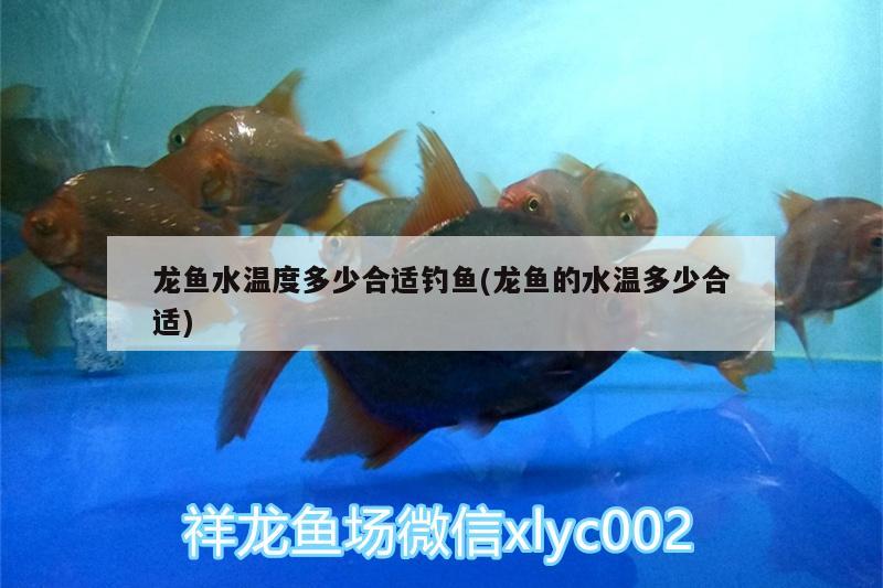 龍魚水溫度多少合適釣魚(龍魚的水溫多少合適) 垂釣樂園